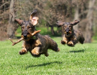 dachshund dogs run  clipart