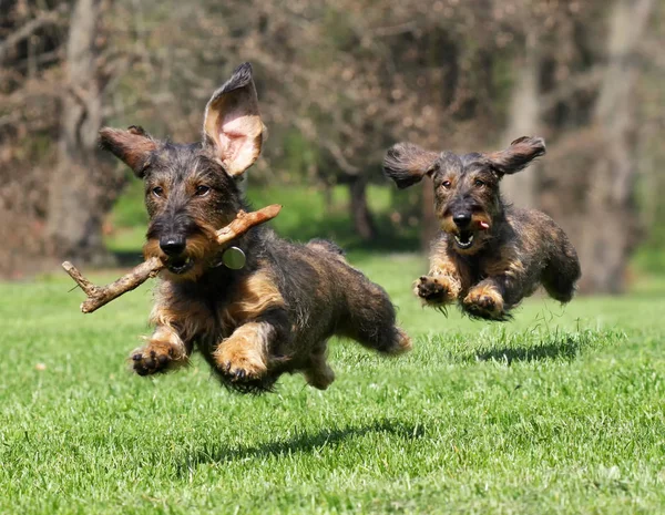 Dachshund dogs run — Stock Photo, Image