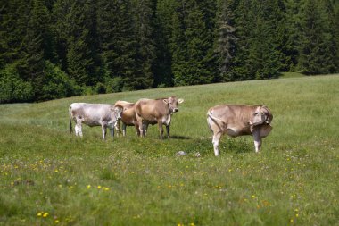 Alpe di siusi Trentino alto adige