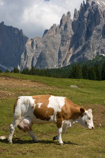 Alpe di siusi Trentino alto adige — Stock Photo, Image