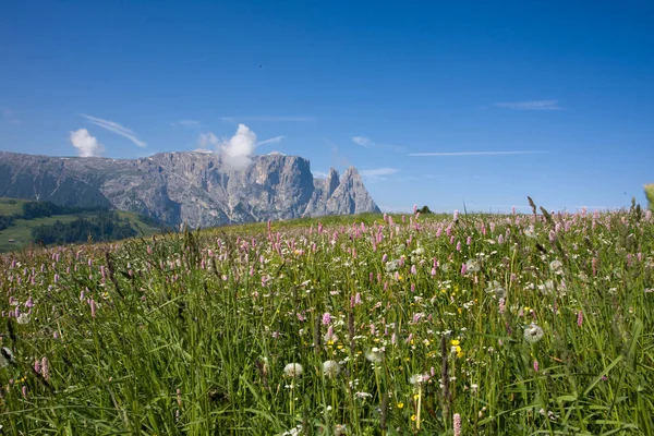 Alpe di Siusi Trentino Alto Adige — Zdjęcie stockowe