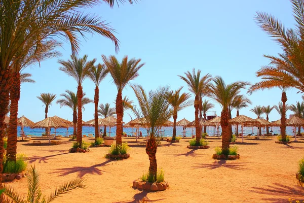 View Sea Beach Palm Trees Sun Shades Made Dry Palm — Stock Photo, Image