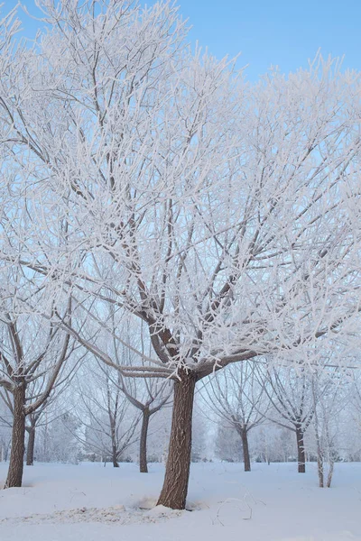 Drzewa Szron Lesie Zimą — Zdjęcie stockowe