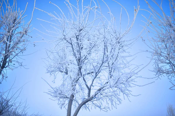 Winterbäume Mit Dem Reim Auf Den Brunch Kalten Tag — Stockfoto