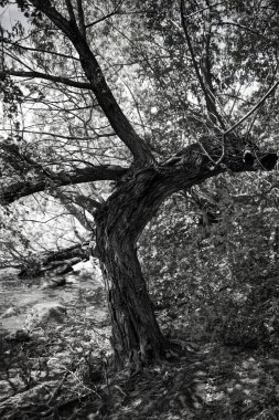 Sahilde eski ağaç. Işık ve gölge bir yaz gününde.