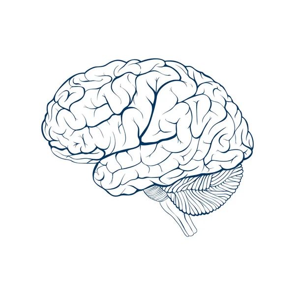 Vista Lateral Del Cerebro Humano Ilustración Vectorial Aislada — Vector de stock