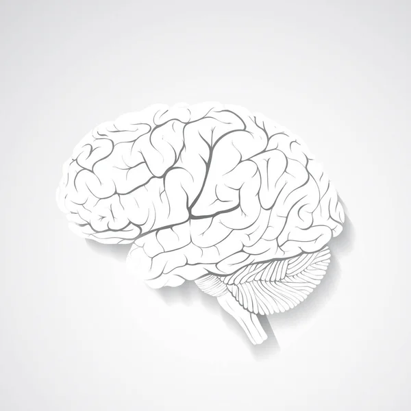 Vektor Menschliches Gehirn Aus Papier — Stockvektor
