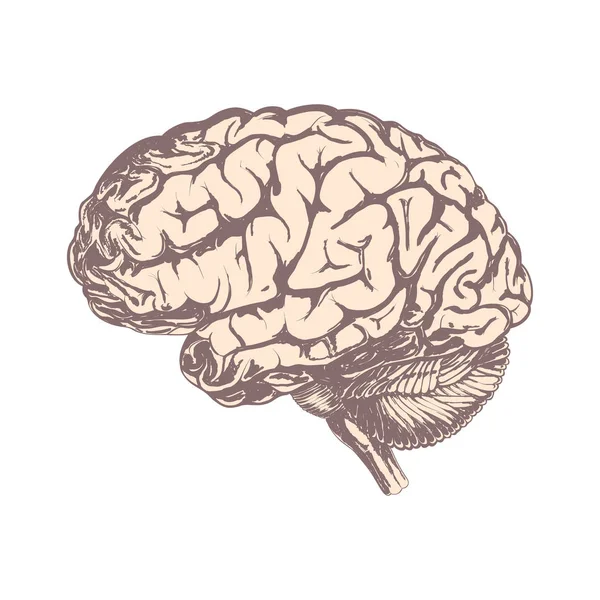 人間の脳は 茶色のトーンで手描き 白い背景上に分離 — ストック写真