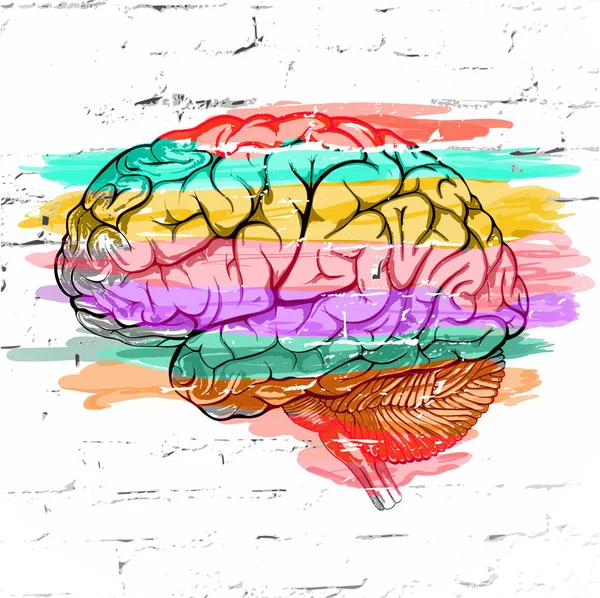 Abstract Van Menselijke Hersenen Gekleurde Gestreepte Tegen Een Witte Muur — Stockfoto