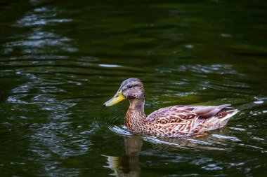 Yalnız ve güzel bir göçmen ördek gölette yüzüyor, kahverengi bir kuş tüyü ve sarı bir gaga, ördeğin arkasındaki suda izler, doğal ortamda bir ördek, gün ışığı