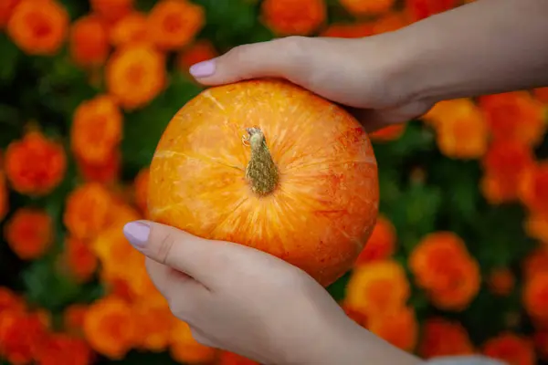 Vackra Kvinnliga Händer Hålla Ljusa Orange Mogna Pumpa Bakgrund Suddiga — Stockfoto