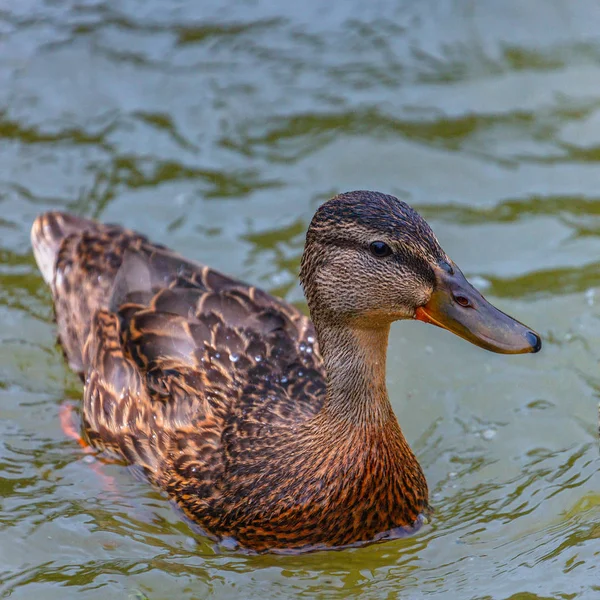 美丽的野生迁徙鸭在池塘表面游泳和寻找食物 棕色羽毛和棕色嘴 — 图库照片