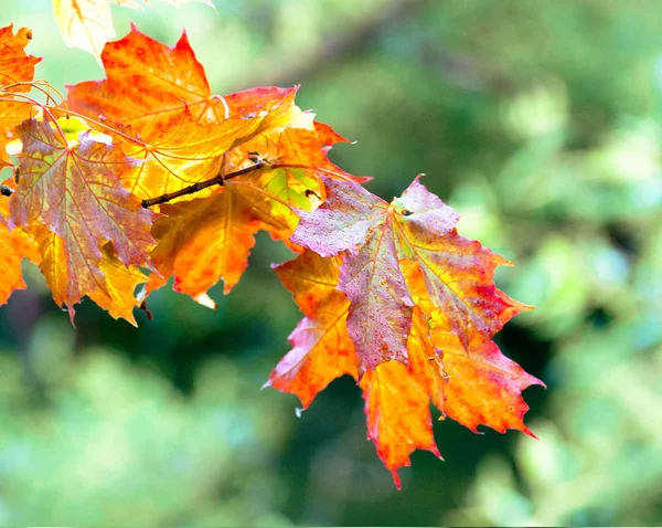 Autumn Klonowe Listowie Gałęzi Obok Klon Zielony Liści Jesień Powoli — Zdjęcie stockowe