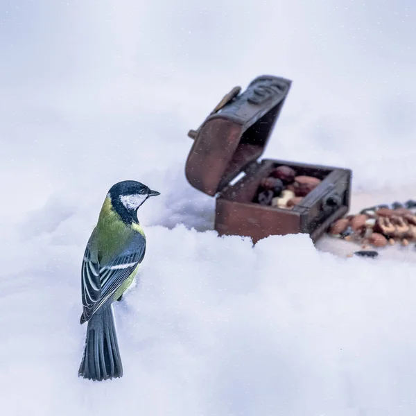 Schöne Meisen Sitzen Auf Dem Schnee Der Nähe Der Futterstellen — Stockfoto