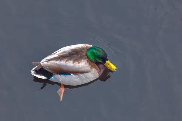 Hermoso Pato Agua Invierno Mientras Nieva Cabeza Verde Agua Oscura —  Fotos de Stock