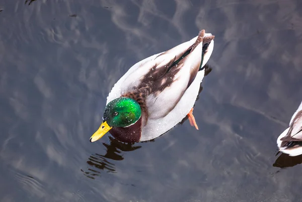 美丽的鸭子在水中下雪 而下雪 绿色的头 黑暗的水 顶视图 — 图库照片