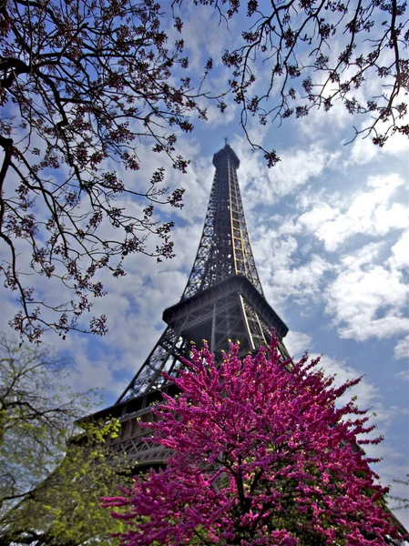 Tour Eiffel Stronie Widoku Myśli Drzew Fioletowe Liście Cityside Jak — Zdjęcie stockowe