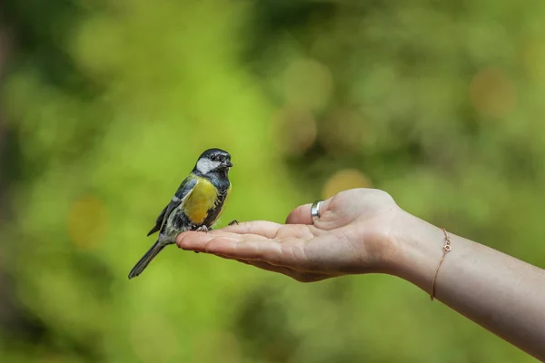 Die Meise Sitzt Auf Der Hand Vögel Und Tiere Wildtieren — Stockfoto