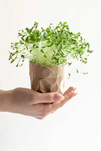 green sprouts on hand, brown paper, healthy plant, nature care, ecology , safe the world