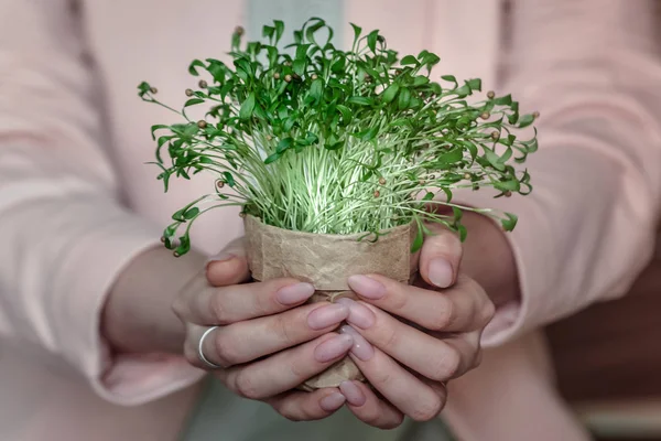 Maceta Con Planta Gree Boquillas Verdes Caja Papel Estilo Vida — Foto de Stock