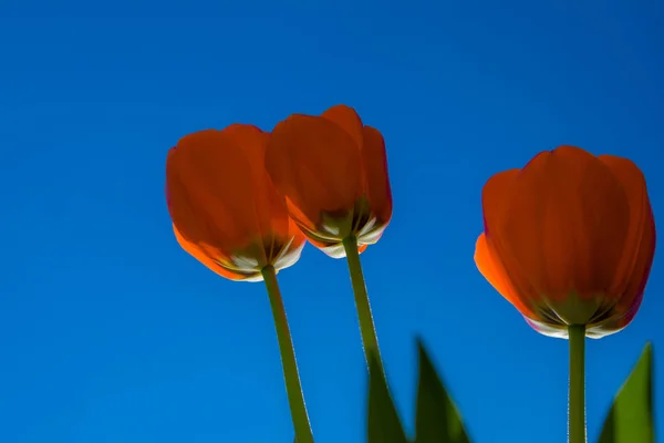 Czerwony Tulipan Niebieskim Tle Kwiat Wiosna Iof Jasny Czerwony Błękitne — Zdjęcie stockowe