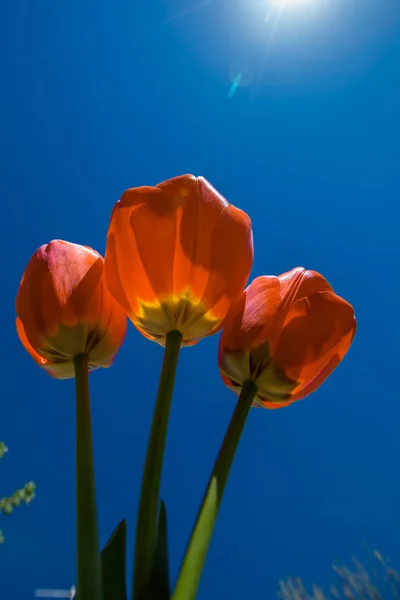 red tulip on blue background, flower iof spring, bright red, blue sky, goup of floer, three tulips