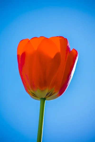 red tulip on blue background, flower iof spring, bright red, blue sky, alone flower