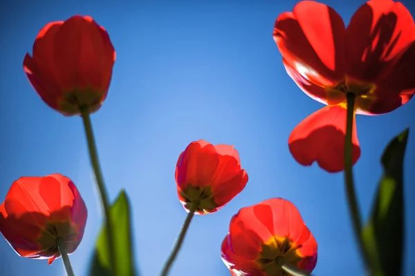 Czerwony Tulipan Niebieskim Tle Kwiat Wiosna Iof Jasne Czerwone Błękitne — Zdjęcie stockowe