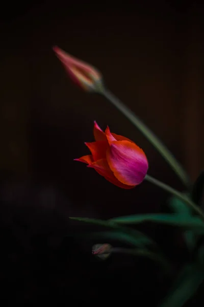 Tulipa Flor Isolado Fundo Preto — Fotografia de Stock