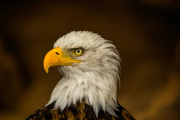 Águia Careca Bico Amarelo Olhar Predatório Caçador Majestoso Grande Plano — Fotografia de Stock