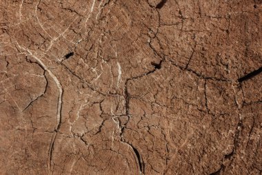 eski ağaç kütük vintage backgroud doku