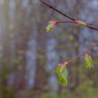 İlkbaharda dallarda yeşil tomurcuklar, doğa ve bahar zamanında çiçeklenme, bokeh ışık arka plan, güneş ışıkları