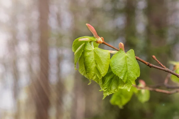 Zielone Pąki Gałęziach Wiosną Natura Kwitnące Czasie Wiosny Bokeh Światło — Zdjęcie stockowe