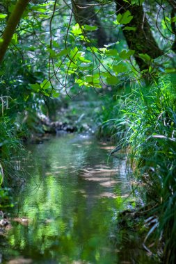 ormanda küçük bir dere, akan su, taşlar ve ağaçlar, yeşil orman, suda yansıma, ormanda yaz
