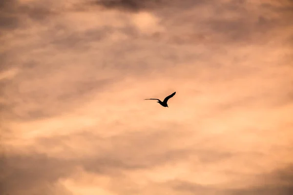silhouette of a flying bird on a background of a sunset, pink sky with clouds, flight of a bird, spread wings