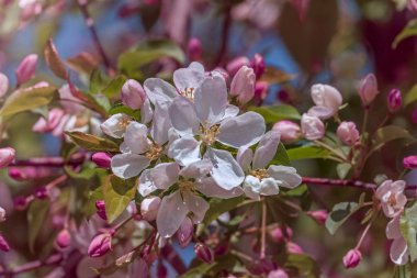 Elma ağacı çiçek, pembe elma çiçekleri, elma yakın çiçekler, elma ağacı bahar çiçeklenme, closeup pembe elma çiçekleri, bokeh