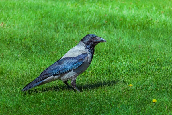 黒いカラス コルヴスコロネ 緑の草の上の一般的なカラス — ストック写真