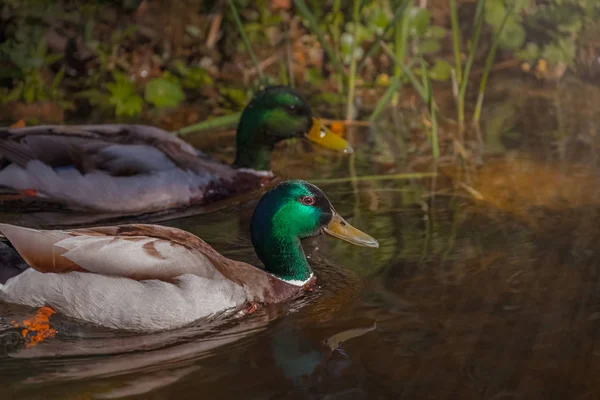 一对美丽的迁徙野鸭漂浮在池塘上 棕色的绿色羽毛和黄嘴 在鸭子身后的水面上 一只鸭子在自然环境中 — 图库照片