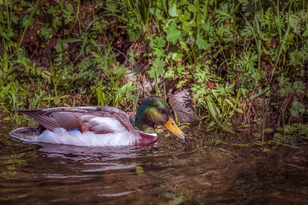 一只孤独美丽的迁徙野鸭漂浮在池塘上 棕色的绿色羽毛和黄嘴 在鸭子身后的水面上 一只鸭子在自然环境中 — 图库照片