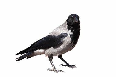 black raven on a white background, portrait of a bird, isolated, looking at the camera clipart
