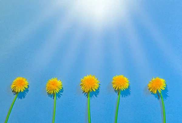 Mniszek Lekarski Niebieskim Tle Teksturowane Żółte Kwiaty Flatlay Słońce Promieni — Zdjęcie stockowe