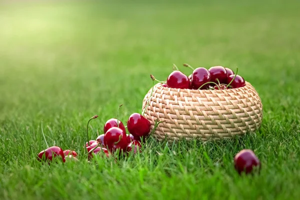 Cerise Cerise Douce Dans Panier Sur Une Loi Verte — Photo