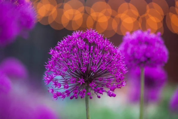 purple flowers on a blurred background, flowers of onions, a large ball, blurred lights on the background