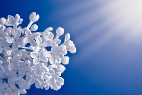 Zbliżenie Białych Liliowych Kwiatów Niebieskim Tle Jak Niebie Promienie Słoneczne — Zdjęcie stockowe