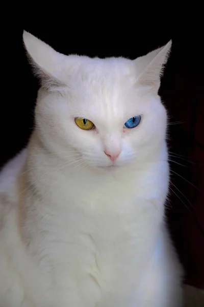 Hübsche Schneeweiße Katze Mit Unterschiedlich Farbigen Augen Auf Schwarzem Hintergrund — Stockfoto