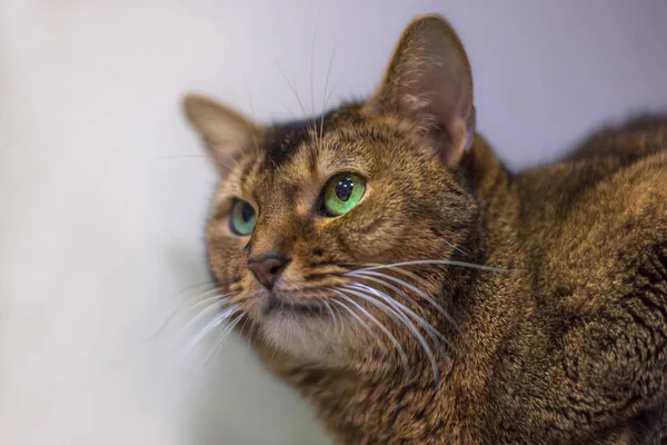Zrelaksowany Kot Domowy Domu Wewnątrz Zbliżenie Portret Zabawny Brązowy Kot — Zdjęcie stockowe