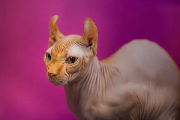 Sphinx Katze Auf Hellrosa Hintergrund Nahaufnahme Porträt Einer Glatzkopf Katze — Stockfoto