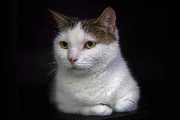 Munchkin Kot Portret Manchkin Czarnym Tle Krótkie Łapy Duży Kaganiec — Zdjęcie stockowe