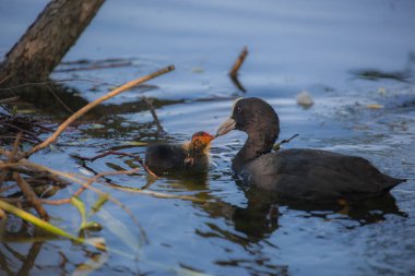 Avrupa Coot bir gölet üzerinde tavuk besleme, mavi göl, siyah kuşlar 