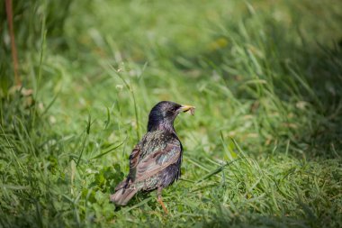 Ortak Starling, bahar içinde kuş üreme tüyleri, Sturnus vulgaris, yeşil çim üzerinde kuş, Gaga solucan